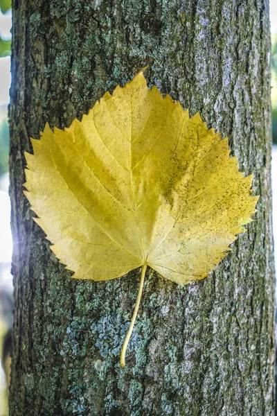 Kleurrijke Herfst Esdoorn Blad Boomschors Gele Blad Een Boom Herfstblad — Stockfoto