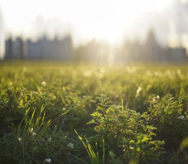 Şehir manzarası ve parktaki çayırdan ufuk çizgisi. bahar parkı ve modern şehir. Yeşil çimenler ve şehir merkezi