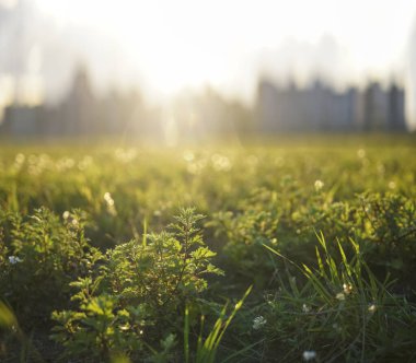 Şehir manzarası ve parktaki çayırdan ufuk çizgisi. bahar parkı ve modern şehir. Yeşil çimenler ve şehir merkezi
