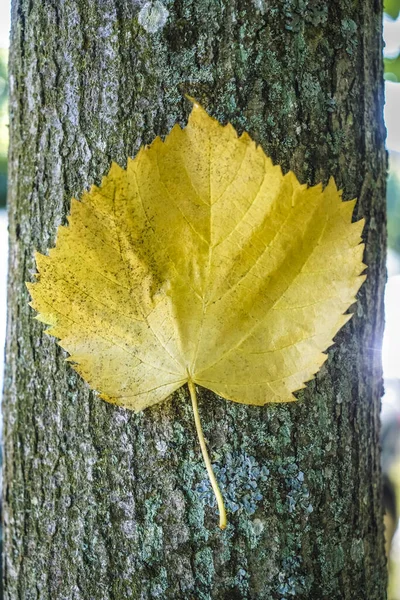 Kleurrijke Herfst Esdoorn Blad Boomschors Gele Blad Een Boom Herfstblad — Stockfoto