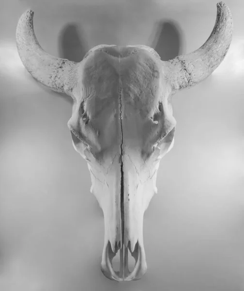 ヨーロッパ バイソンの頭蓋骨の白い背景 バイソン Bonasus 上分離されたトロフィーを狩猟 — ストック写真