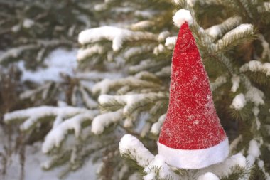 Yeni yıl ve Noel dekoru. Çam kozalağı ve Noel Baba şapka ile yeşil Noel ağacının dekoratif yapay kar kaplı dalları ile Festival arka plan