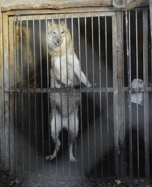 wolf with opened eyes behind grid in cage on winter cold day. wild wolf stands on its hind legs