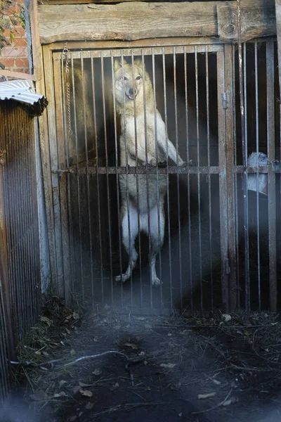 wolf with opened eyes behind grid in cage on winter cold day. wild wolf stands on its hind legs