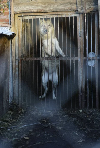 wolf with opened eyes behind grid in cage on winter cold day. wild wolf stands on its hind legs