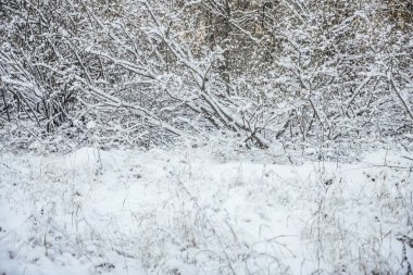 Kış mevsimi. Doğa geçmişi. Çimenler ve ağaçlar karların altında.
