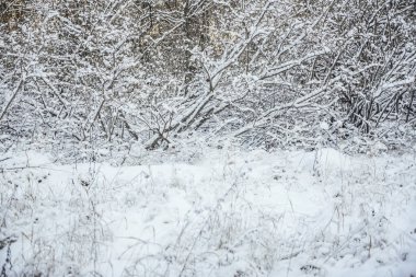 Kış mevsimi. Doğa geçmişi. Çimenler ve ağaçlar karların altında.