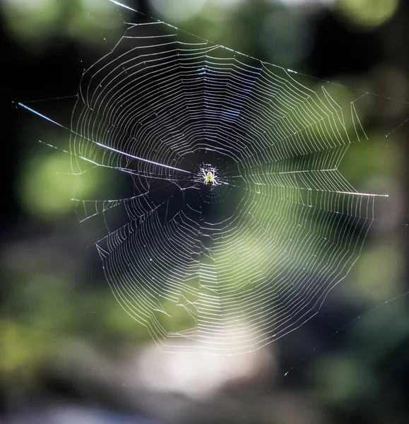 Aranha Jardim Comum Sentado Sua Rede Natureza Ensolarado Desfocado Fundo — Fotografia de Stock