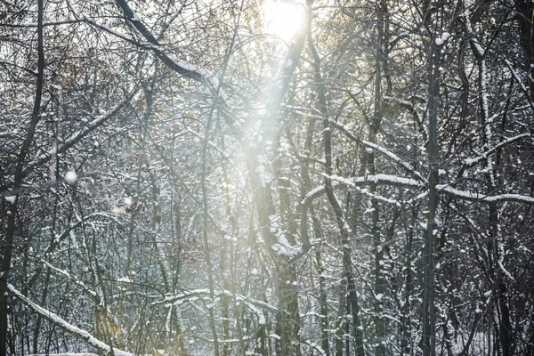 Bosque Invierno Nevado Tiempo Soleado Fondo Naturaleza Temporada Invierno — Foto de Stock