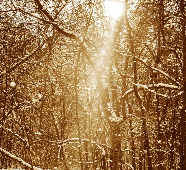 Floresta Inverno Nevada Tempo Ensolarado Fundo Natureza Época Inverno — Fotografia de Stock