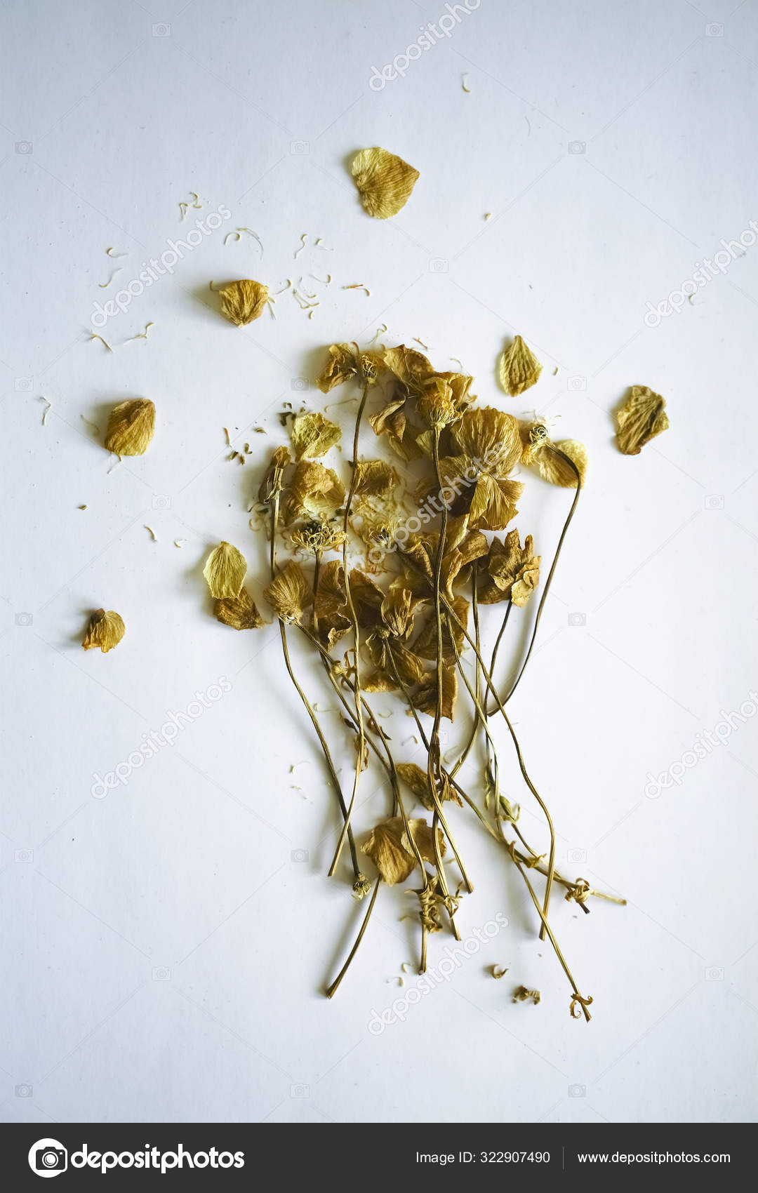 Herbarium Composition Dried Plants White Yellow Flowers White