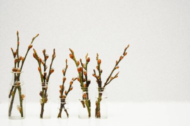 dalları tomurcukları küçük cam şişelerde