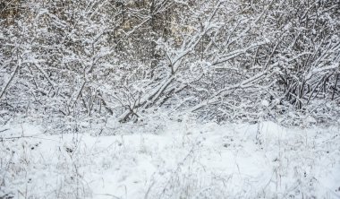 Kış mevsimi. Doğa geçmişi. Çimenler ve ağaçlar karların altında.