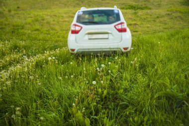 Arkadan bak. Yeşil çim tarlasında karahindiba çiçekli beyaz arazi aracı. Bahar ya da yaz mevsimi. nanure ve ulaşım geçmişi