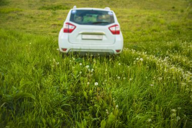 Arkadan bak. Yeşil çim tarlasında karahindiba çiçekli beyaz arazi aracı. Bahar ya da yaz mevsimi. nanure ve ulaşım geçmişi