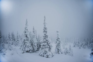 Dağlarda kar ve karla kaplı ağaçlar. Kış mevsiminin esrarengiz manzarası kışın görkemli dağları. Sihirli kar kaplı ağaç. Dağlarda kış yolu. Tatil beklentisiyle. Dramatik kış sahnesi.