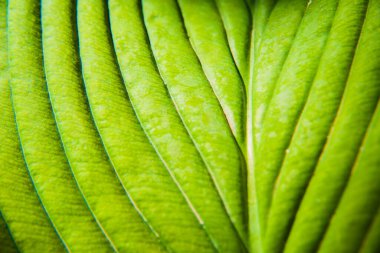 yeşil yaprak makro doku arka plan.