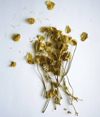 Herbaryum. Beyaz kağıtta beyaz ve sarı çiçekli kurumuş bitkilerin bileşimi.