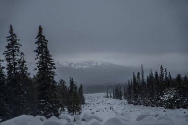 Dağdaki eski kayın ormanlarında sabahın erken saatlerinde donuk ağaçlar ve tepeler manzarayla kaplıydı..  