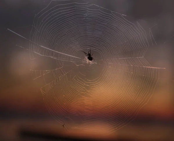 Eine Spinnensilhouette Auf Dem Hintergrund Des Sonnenuntergangs — Stockfoto