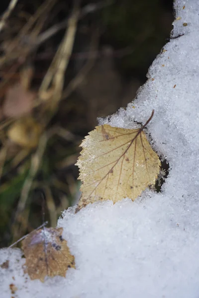 Hoja Amarilla Seca Derretirse Primavera Marzo Nieve Vista Superior Plana — Foto de Stock