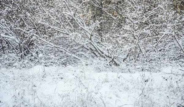 Kış mevsimi. Doğa geçmişi. Çimenler ve ağaçlar karların altında.