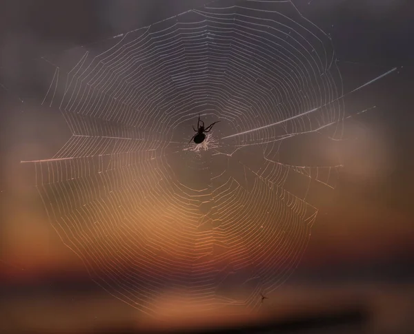 Eine Spinnensilhouette Auf Dem Hintergrund Des Sonnenuntergangs — Stockfoto