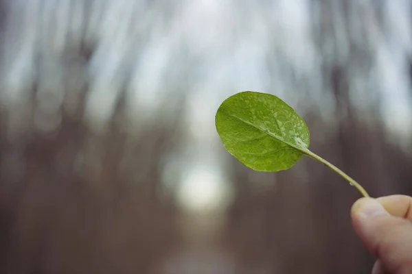 Foto Hoja Verde Brote Mano Masculina Hombre Sosteniendo Primera Planta —  Fotos de Stock