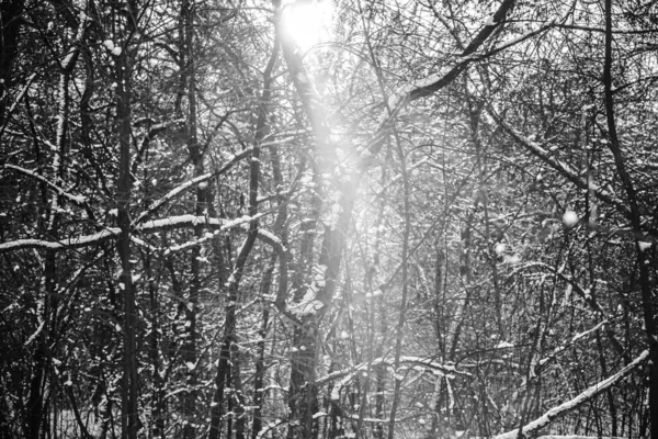 Bosque Invierno Nevado Tiempo Soleado Fondo Naturaleza Temporada Invierno —  Fotos de Stock