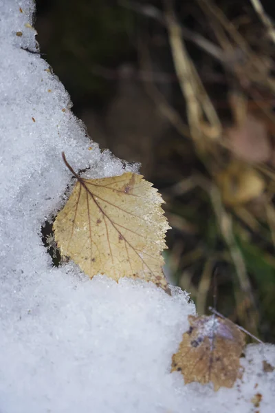 Giallo Secco Leaf Lie Melting Spring March Snow Vista Superiore — Foto Stock