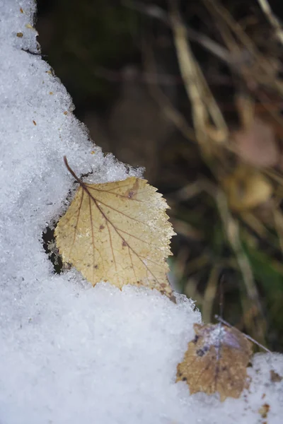 Feuille Jaune Sèche Allongée Sur Fonte Printemps Mars Neige Top — Photo