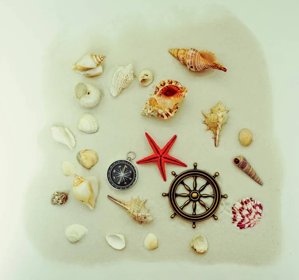 Muitos Seashells Textura Papel — Fotografia de Stock