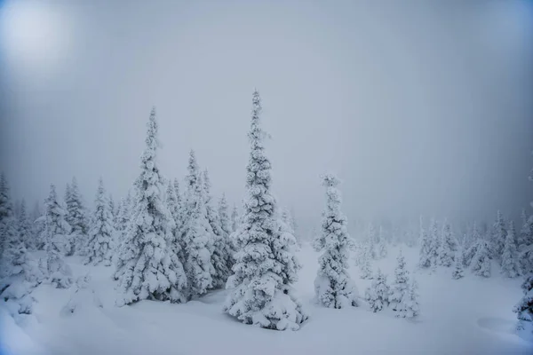 Trees covered with hoarfrost and snow in mountains. Mysterious winter landscape majestic mountains in winter. Magical winter snow covered tree. Winter road in the mountains. In anticipation of the holiday. Dramatic wintry scene.