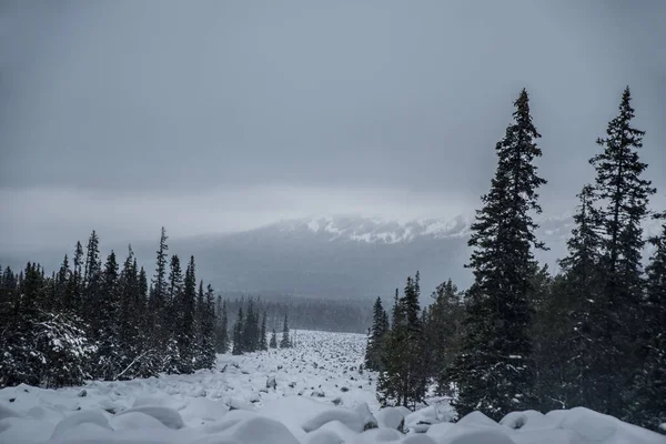 Časné Chladné Mlhavé Ráno Starém Bukovém Lese Hoře Výhled Zamrzlé — Stock fotografie