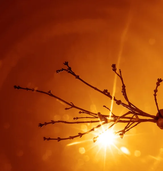 Ветвь Дерева Многими Бутонами Фоне Неба Солнечный День Солнечные Лучи — стоковое фото