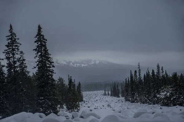 Temprano Mañana Fría Brumosa Viejo Bosque Hayas Hoarfrost Montaña Vista —  Fotos de Stock