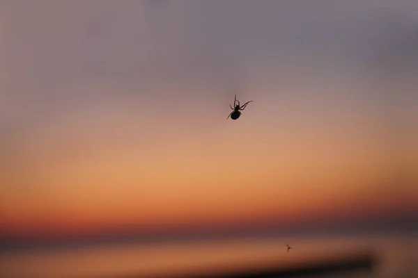 One Spider Silhouette Sunset Sky Background — Stock Photo, Image