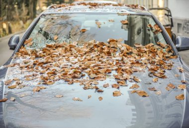 Car hood and glass with yellow  leaves and ice and ground with leaves and snow in the background. car windshield covered with snow and fallen autumn leaves. winter time season.  clipart