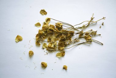 Herbaryum. Beyaz kağıtta beyaz ve sarı çiçekli kurumuş bitkilerin bileşimi.