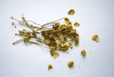 Herbaryum. Beyaz kağıtta beyaz ve sarı çiçekli kurumuş bitkilerin bileşimi.