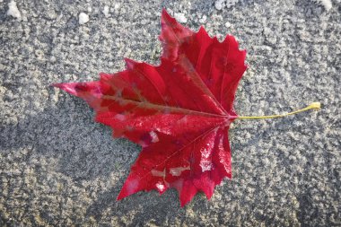 Taze kırmızı akçaağaç yaprağı karlı, buzlu ahşap bankta. Üst cephe manzarası. Kış mevsimi. 