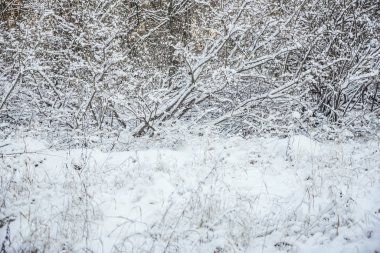 Kış mevsimi. Doğa geçmişi. Çimenler ve ağaçlar karların altında.