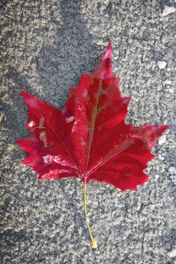 Taze kırmızı akçaağaç yaprağı karlı, buzlu ahşap bankta. Üst cephe manzarası. Kış mevsimi. 