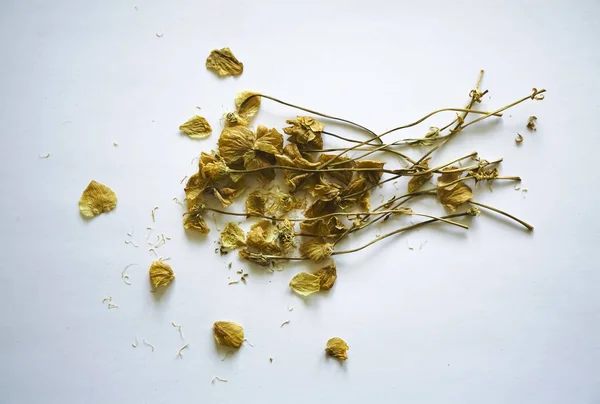 Herbario Composición Plantas Secas Con Flores Blancas Amarillas Sobre Fondo — Foto de Stock