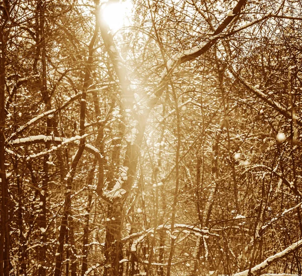 Época Inverno Fundo Natureza Grama Árvores Sob Neve — Fotografia de Stock