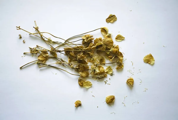 Herbarium Samenstelling Van Gedroogde Planten Met Witte Gele Bloemen Een — Stockfoto