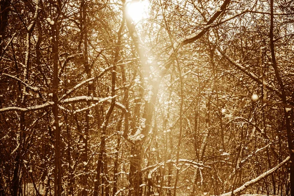 Bosque Invierno Nevado Tiempo Soleado Fondo Naturaleza Temporada Invierno — Foto de Stock