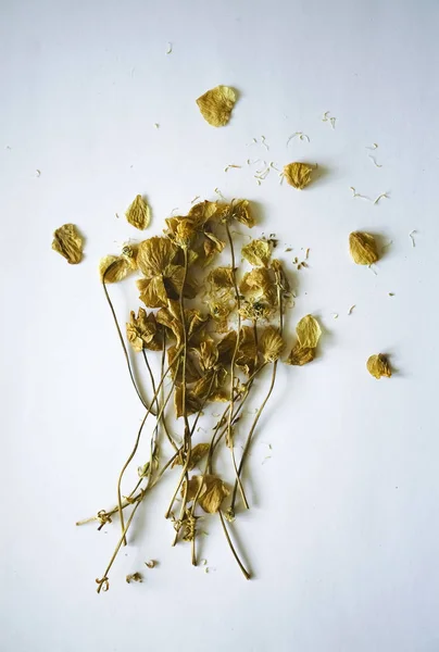 Herbario Composición Plantas Secas Con Flores Blancas Amarillas Sobre Fondo — Foto de Stock