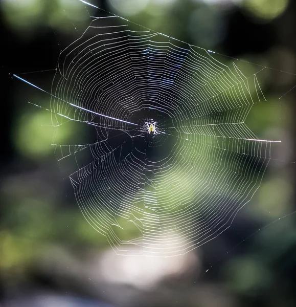 普通的花园蜘蛛坐在它的网上 自然阳光明媚 背景模糊 阳光明媚 植物翠绿 天气概念 夏日心情真好 — 图库照片