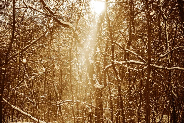 Temporada Invierno Fondo Naturaleza Hierba Árboles Bajo Nieve — Foto de Stock